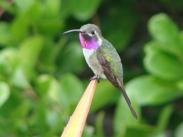 Uhanalaiset eläimet Yucatánissa - Elisan kolibri (Doricha eliza)