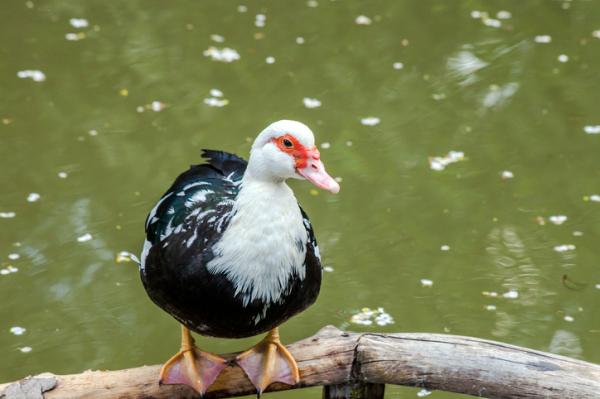 Uhanalaiset eläimet Jukatanissa - Meksikon sinisorsa (Cairina moschata)