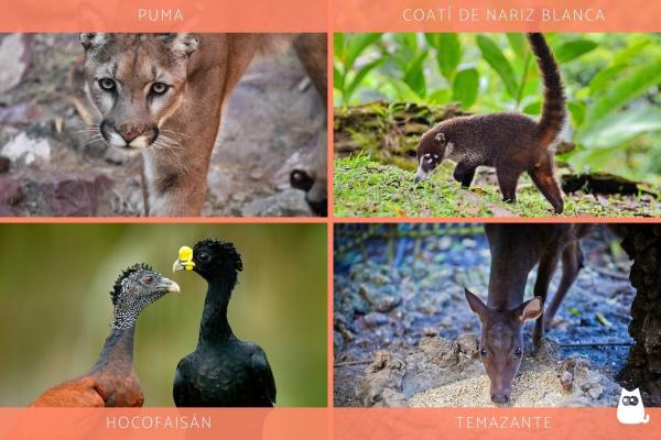 Uhanalaiset eläimet Yucatánissa - Muut uhanalaiset eläimet Yucatánissa