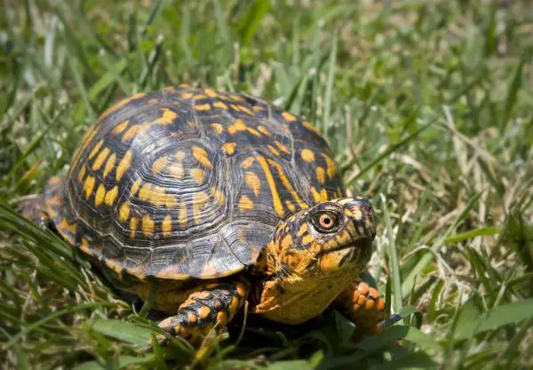 Uhanalaiset eläimet Yucatánissa - Tavallinen laatikkokilpikonna (Terrapene carolina)