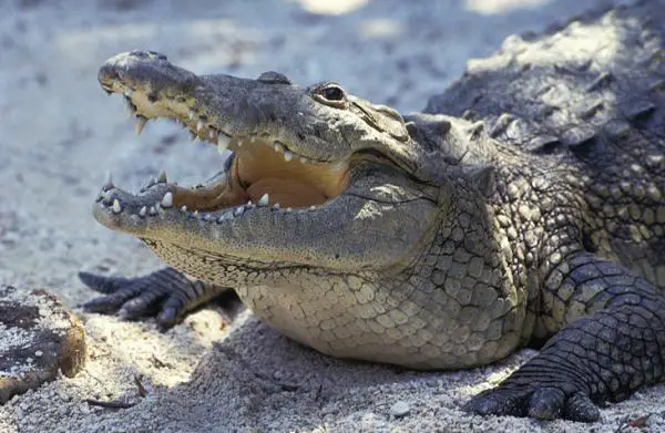 Uhanalaiset eläimet Yucatanissa - suokrokotiili (Crocodylus moreletii)