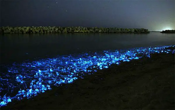 7 eläintä, jotka hehkuvat pimeässä - 4. Firefly Squid 