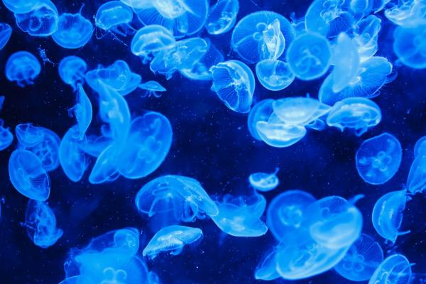 7 eläintä, jotka hehkuvat pimeässä - 1. Meduusoja