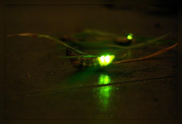 7 eläintä, jotka hehkuvat pimeässä - 3. Firefly