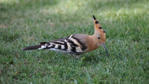 Eksoottisimmat eläimet Afrikassa - 6. Hoopoe