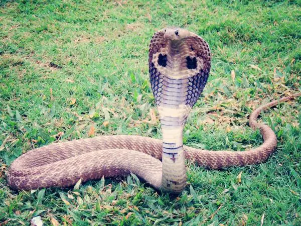 Eksoottisimmat eläimet Afrikassa - 7. Cobra