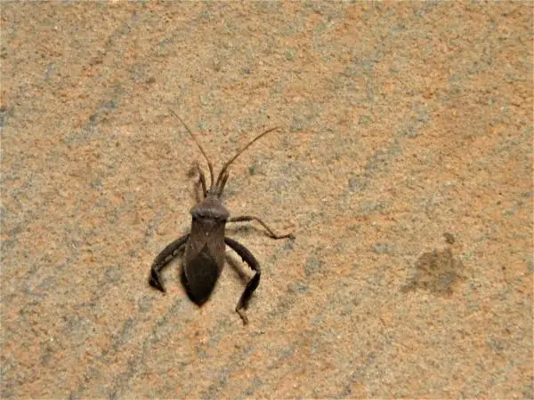 Pistävät hyönteiset - tyypit ja ominaisuudet - Triatoma infestans