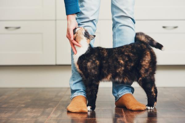 Mitä tarkoittaa, että kissalla on häntäänsä?  - Hännän liikkeen merkitys kissoilla