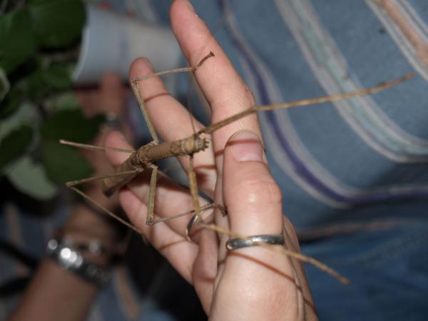 Maailman suurimmat hyönteiset - Phasmatodeans ja Mantids