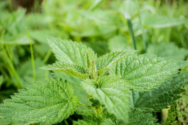 Kissoille myrkylliset kasvit - Kissoille myrkylliset kasvit, jotka aiheuttavat allergista ihottumaa