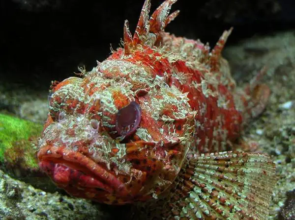 Välimeren Rockfish - Rockfish