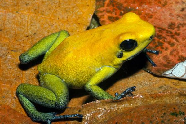 10 myrkkysammakkoa nimillä ja valokuvilla - 4. Poison bicolor sammakko