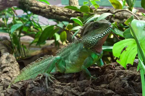 Iguanan hoito ja ruokinta - Iguana -ruokinta
