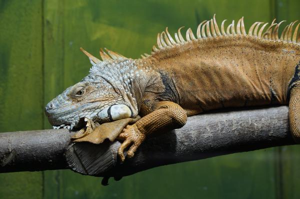 Iguanan hoito ja ruokinta - Muu iguaanin hoito