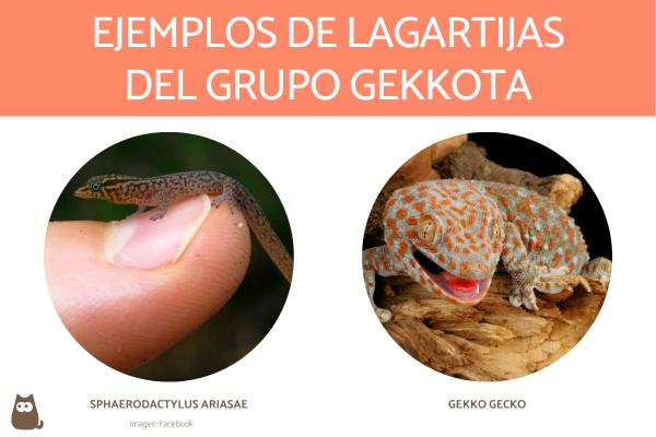 Liskojen tyypit - Gekkota -ryhmän liskoja