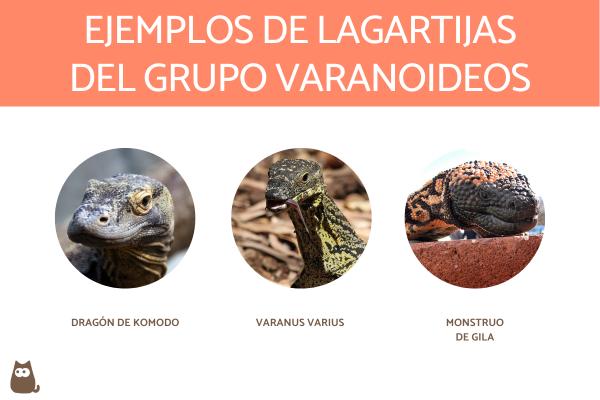Liskojen tyypit - Varanoid -ryhmän liskoja