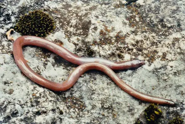 Liskojen tyypit - Dibamidae -ryhmän liskoja