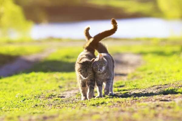 11 kissanääntä ja niiden merkitys - 5. Seksikutsut kissojen keskuudessa
