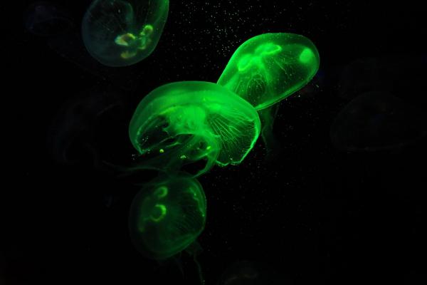 Meduusatyypit - Mitä meduusat syövät? 