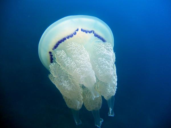 Meduusatyypit - Meduusatyypit Välimerellä 