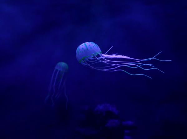 Meduusatyypit - Meduusan ominaisuudet