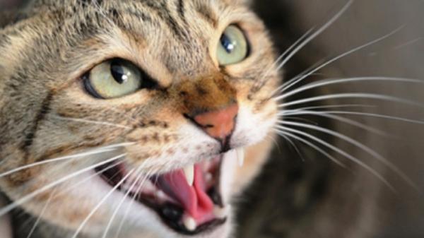 Miksi kissani ei miau hyvin?  - Kissan niiton ominaisuudet