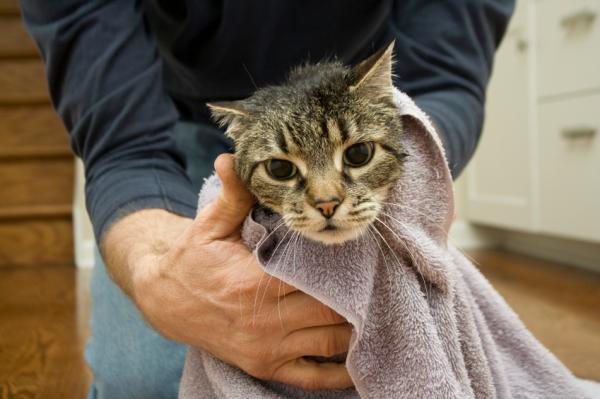 Miksi kissani ei miau hyvin?  - Hän ei miau hyvin, koska hän on vilustunut