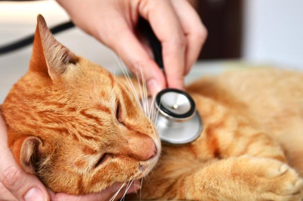 Miksi kissani ei miau hyvin?  - Kissa on lakannut niittämästä hengitystieinfektion vuoksi