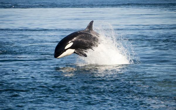 Mikä on nopein eläin meressä?  - Top 10 - 10. Orca
