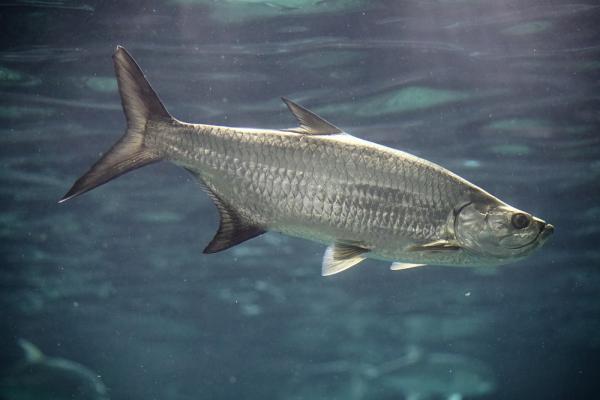 Mikä on nopein eläin meressä?  - Top 10 - 9. Tarpon