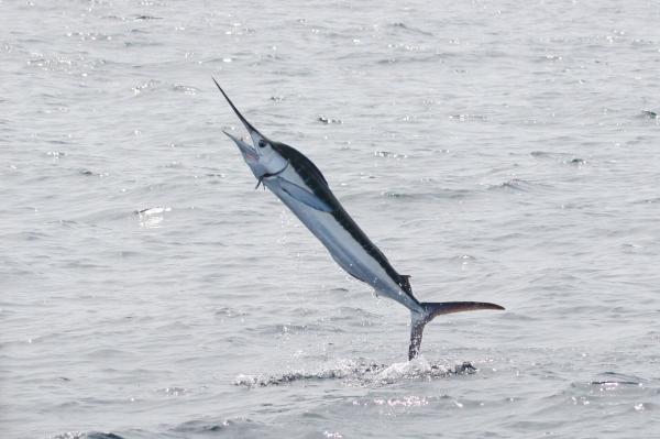 Mikä on nopein eläin meressä?  - Top 10 - 3. Marlin