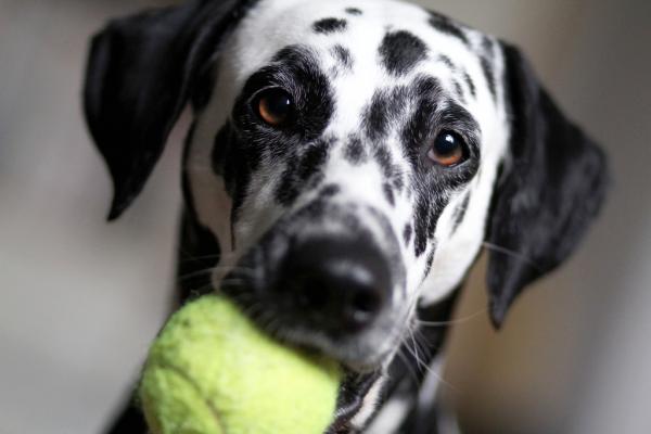 Kuinka viihdyttää koiraa yksin kotona?  - 3. Vaihda lelut