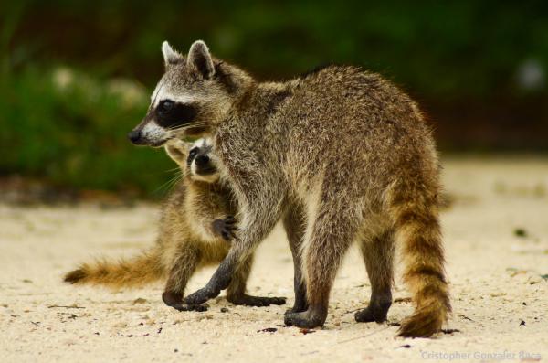 Pesukarhuiset eläimet - Cozumel Raccoon