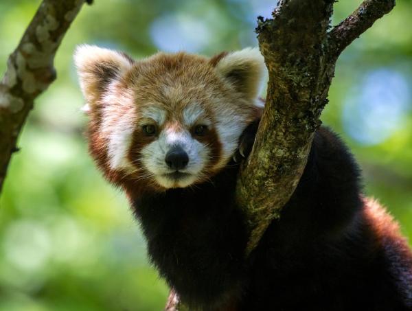 Pesukarhun kaltaiset eläimet - Pieni Panda