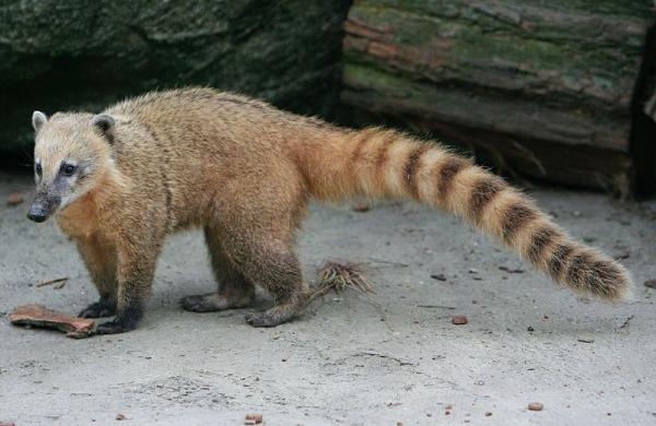 Pesukarhuiset eläimet - Coati