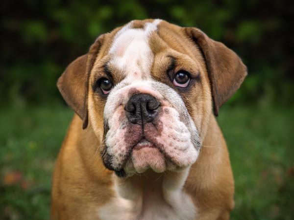 Miksi koirani kuorsaa?  - Brachycephalic -koiran oireyhtymä