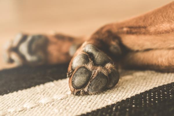 Miksi koirani nuolee tyynyjään?  - Pakko -oireinen käyttäytyminen