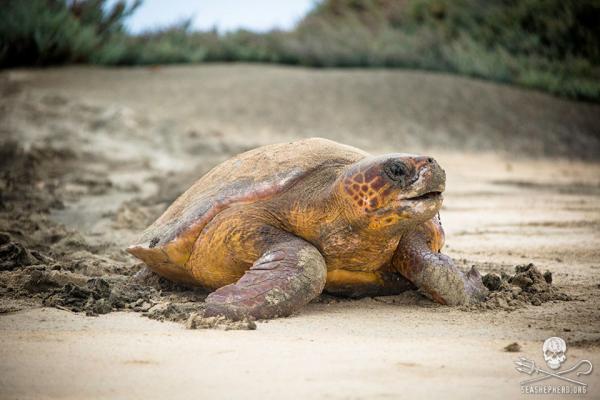 Kuinka ryhtyä vapaaehtoiseksi Sea Shepherdiksi?  - Nykyiset tehtävät