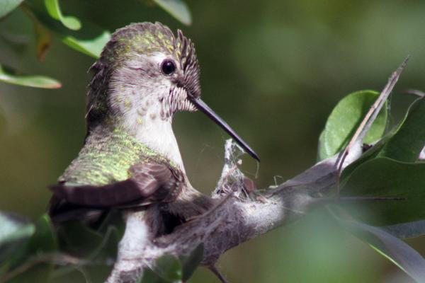 Hummingbird Life Cycle - Kolibri -pesän rakentaminen