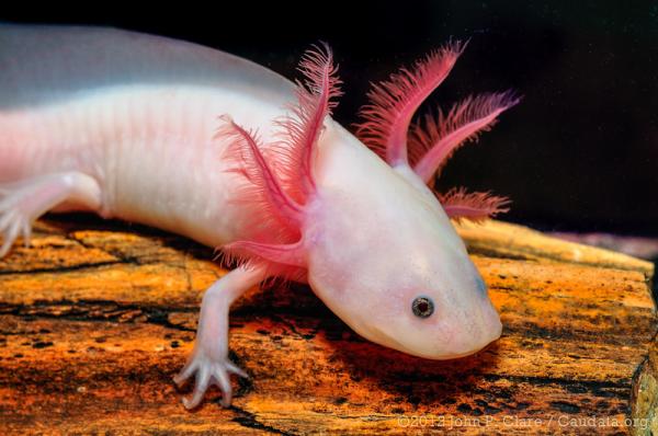 Aksolotleiden tyypit - Meksikon axolotl (Ambystoma mexicanum)