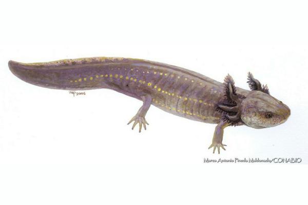 Aksolotleiden tyypit - Litteäpäinen aksolotli (Ambystoma amblycephalum)