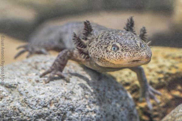 Aksolottien tyypit - Arroyero axolotl (Ambystoma altamirani)