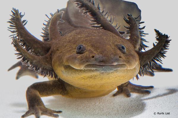 Aksolotleiden tyypit - Lerma axolotl (Ambystoma lermaense) 