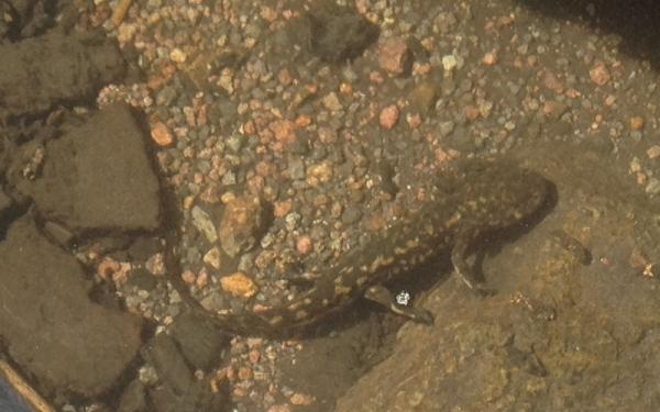 Aksolotlien tyypit - Kylmän joen aksolotli (Ambystoma leorae) 