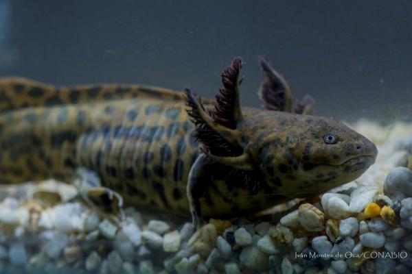 Aksolottien tyypit - Ajolote de la Laguna de Zacapu (Ambystoma andersoni) 