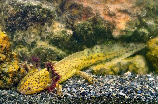 Aksolottien tyypit - Alchichica axolotl (Ambystoma taylori) 