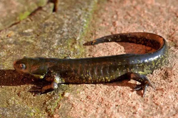 Aksolotleiden tyypit - Ohutkuorinen aksolotli (Ambystoma bombypellum)