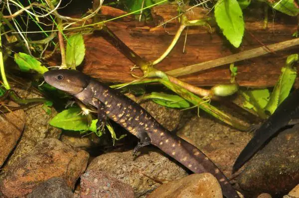 Aksolottien tyypit - Toluca Arroyero Ajolote (Ambystoma rivulare)