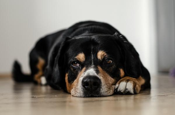 Mitä koirat tuntevat, kun jätät heidät yksin kotiin?  - 1. He ovat surullisia