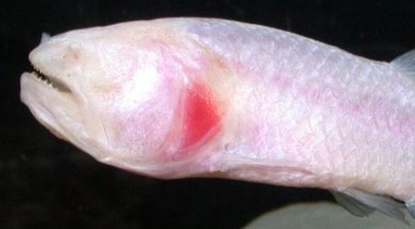 Eläimet, joilla ei ole silmiä - 10 esimerkkiä - 4. Stygichthys typhlops
